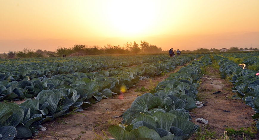 Wild boars have become a major threat to farm lands along the Jordan River, from the borders with Syria and all the way south to the Dead Sea, according to Jordan Valley Farmers Union President Adnan Khaddam (Photo by Amjad Ghsoun)